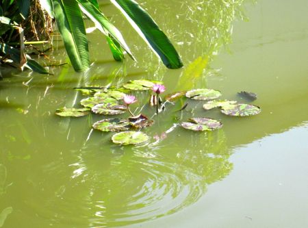 チェンマイの蓮池寺『ワット・ジェットリン』Wat Jet Lin_b0051109_11475798.jpg