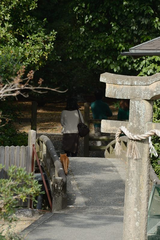街角ニャンコ・あちこちニャンコ_f0032011_19491165.jpg