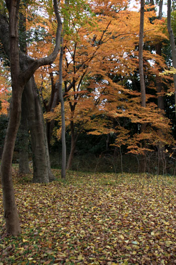 河合神社と糺の森_e0048413_1975288.jpg