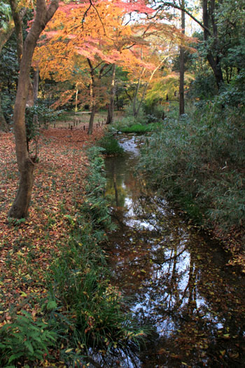 河合神社と糺の森_e0048413_1981690.jpg