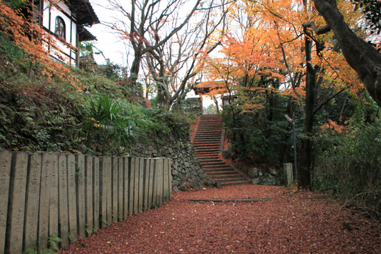 紅葉だより64 松ヶ崎大黒天 散りモミジ_e0048413_20111051.jpg