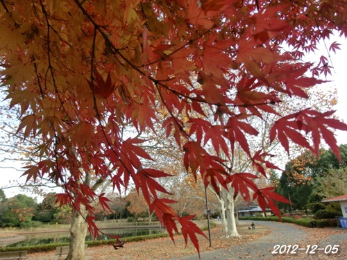 c0200916_22295865.jpg