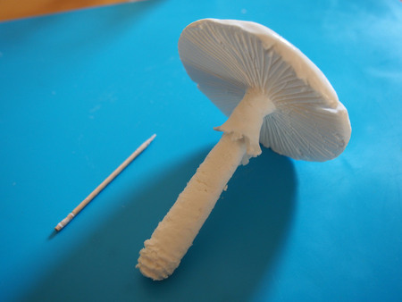 キノコを作ろう その１ こどものにわ