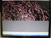 e0263019_1424667.jpg