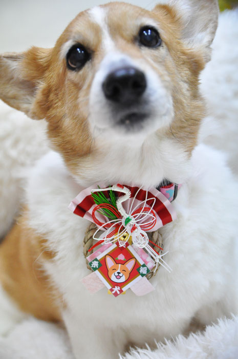 2013年 笑犬来福お正月飾り&わんこさん用お正月飾り_d0102523_17314023.jpg