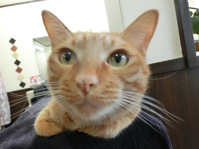 たまにはおよそのにゃんこも紹介!_c0006826_9533279.jpg