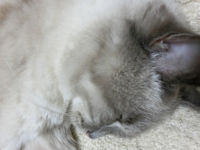 たまにはおよそのにゃんこも紹介!_c0006826_9592751.jpg