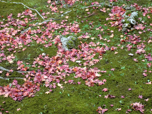 e0255026_1756647.gif