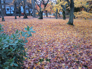 e0255026_17575089.gif