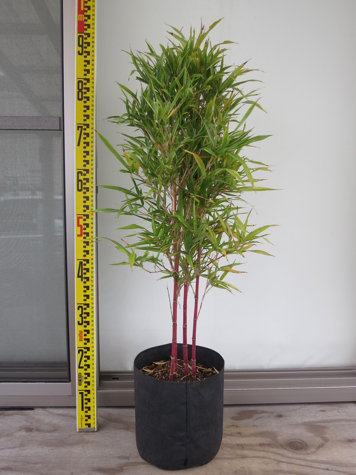 竹　紅寒竹　朱竹 竹 紅寒竹 朱竹