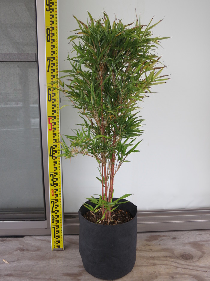 朱竹 紅寒竹 稚児寒竹 販売 画像 価格 値段 庭木 安行 植木