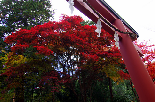 紅葉の終わり：日吉大社・旧竹林院　大津_d0186245_11172559.jpg