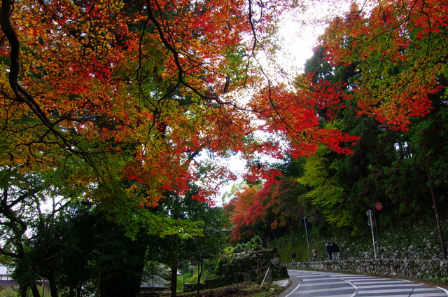 紅葉の終わり：日吉大社・旧竹林院　大津_d0186245_1117919.jpg