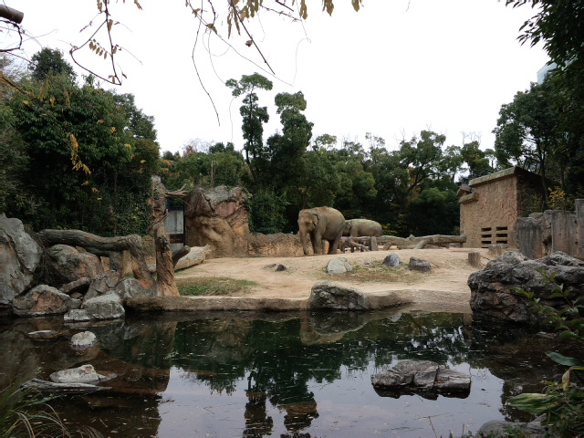 天王寺動物園♫_a0264649_1654237.jpg