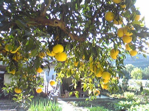 c0226353_21533835.jpg