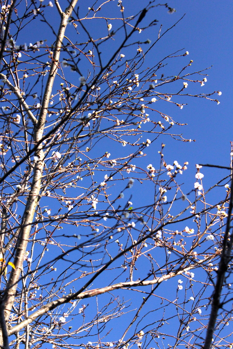 a0248459_828344.jpg