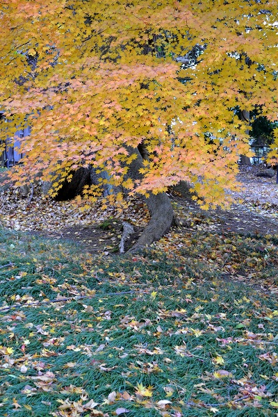 御薬園から東山温泉へ_c0002260_165054100.jpg