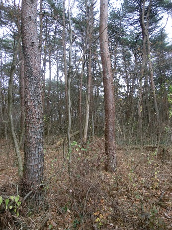 b0178466_8244088.jpg