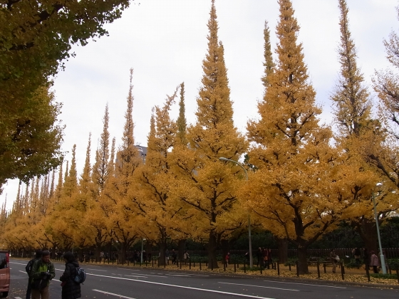 紅葉狩り2012　in　神宮外苑いちょう祭り_e0059267_2155438.jpg