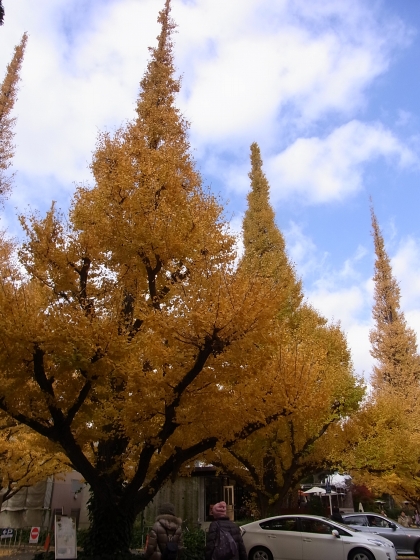 紅葉狩り2012　in　神宮外苑いちょう祭り_e0059267_226917.jpg