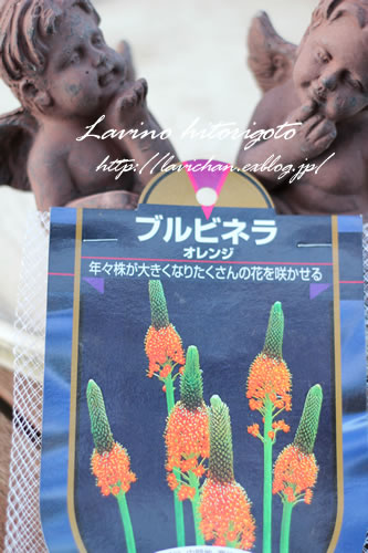 かびちゃったブルビネラの球根と今年最後のポンポネッラとウイリアムモリス らびのひとりごと かびちゃったブルビネラの球根と今年最後のポンポネッラとウイリアムモリス らびのひとりごと
