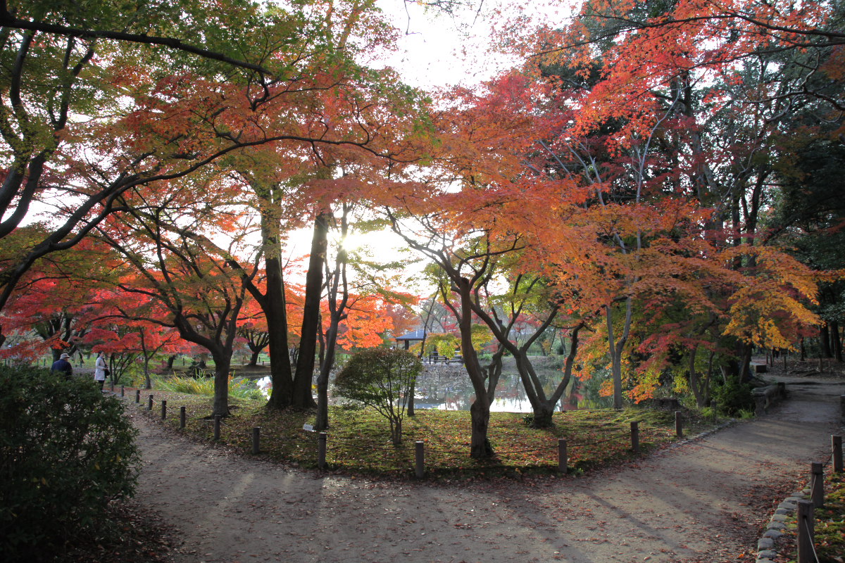 紅葉　2012  京都府立植物園_f0021869_22161289.jpg