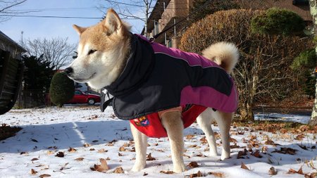 雪のちドロンコ_b0274270_1171796.jpg