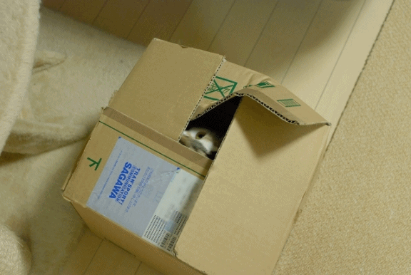 a0266372_2032540.gif
