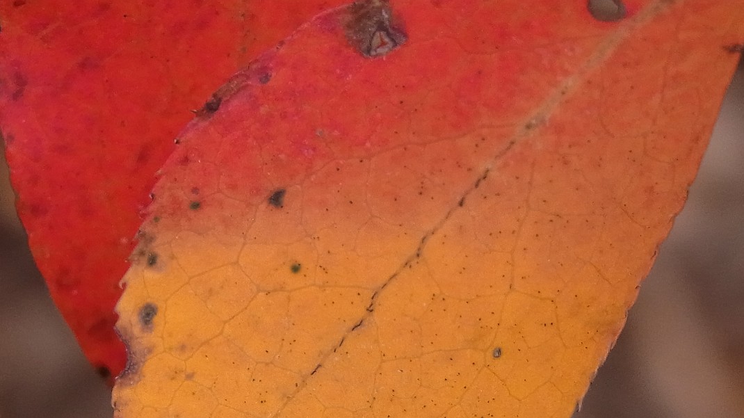 a0152692_17405860.jpg