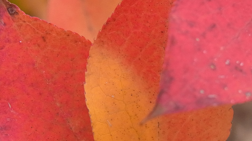 a0152692_17414710.jpg