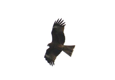 d0145794_15564087.jpg