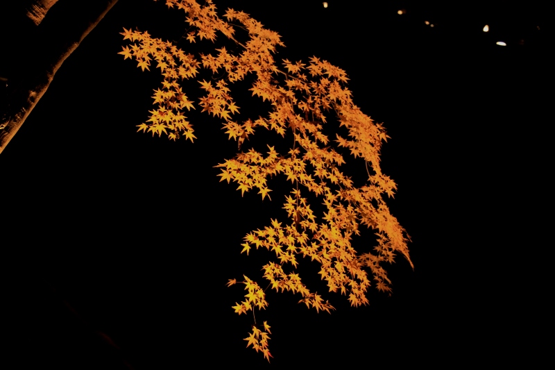 b0138798_11513611.jpg