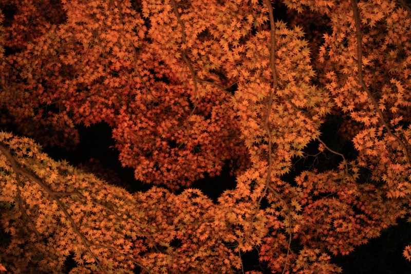 b0138798_1156468.jpg