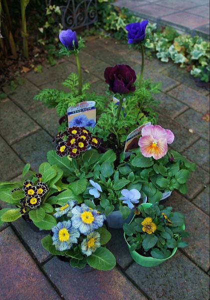 やっと秋冬花壇用の苗をそろえました ほんの小さな庭 やっと秋冬花壇用の苗をそろえました ほんの小さな庭