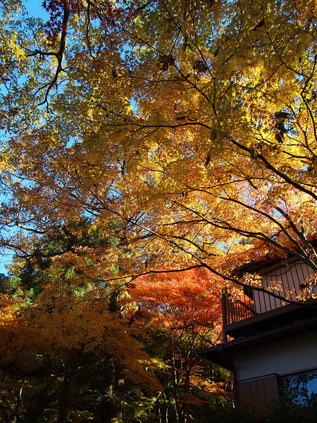 月川荘・紅葉キャンプ３_f0180607_334524.jpg