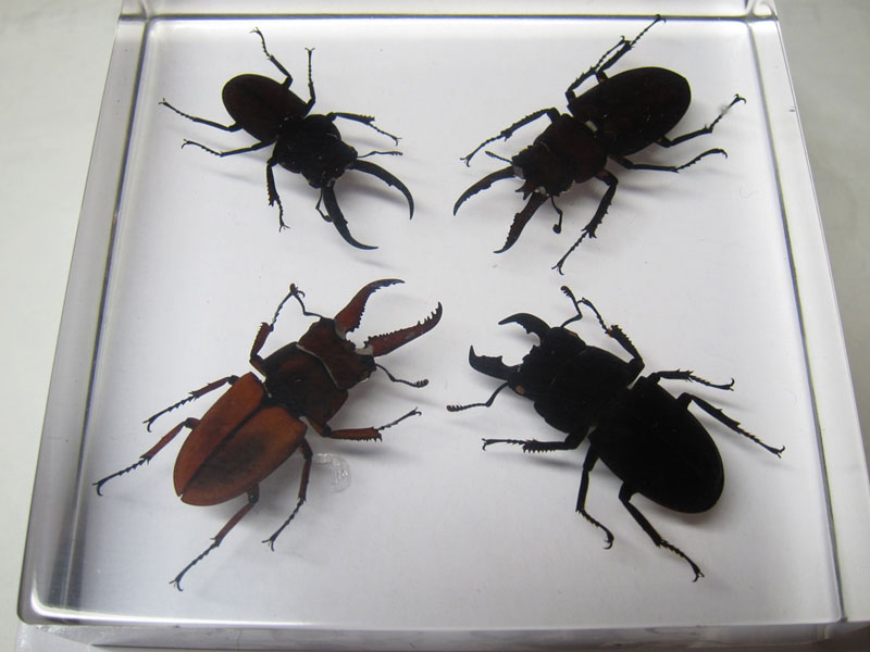 樹脂標本の中に入っているクワガタたち : 昆虫ブログ むし探検広場 樹脂標本の中に入っているクワガタたち : 昆虫ブログ むし探検広場
