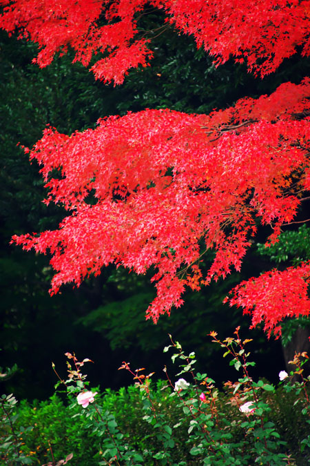 旧古河庭園の秋薔薇と紅葉1_a0263109_21532919.jpg