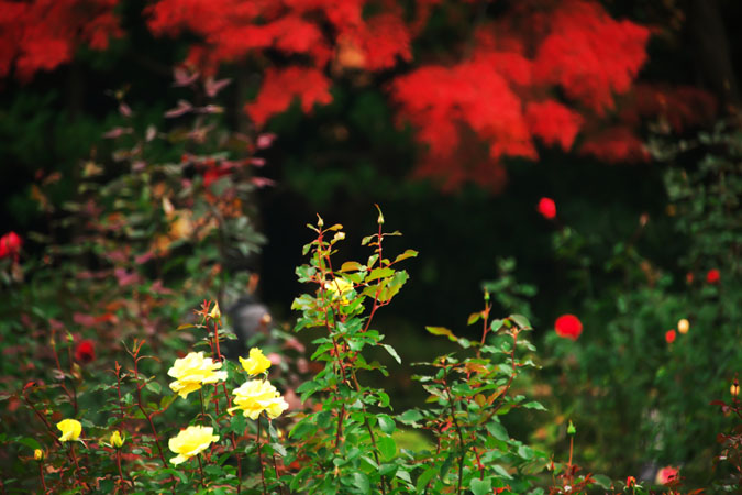 旧古河庭園の秋薔薇と紅葉1_a0263109_21552610.jpg