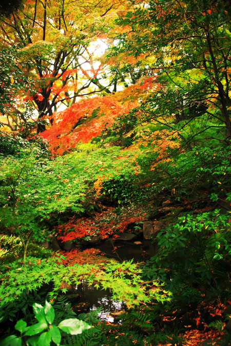 旧古河庭園の秋薔薇と紅葉2_a0263109_21585068.jpg