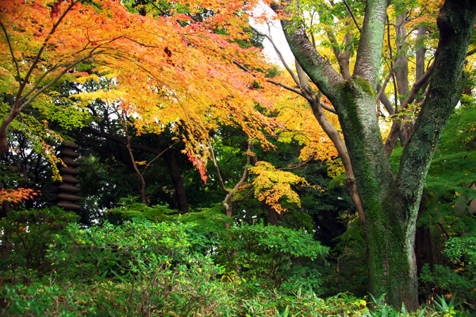 旧古河庭園の秋薔薇と紅葉2_a0263109_21592480.jpg