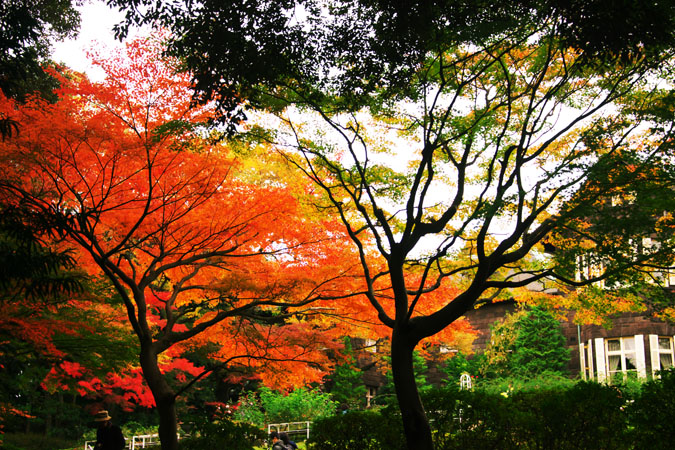 旧古河庭園の秋薔薇と紅葉2_a0263109_2202248.jpg