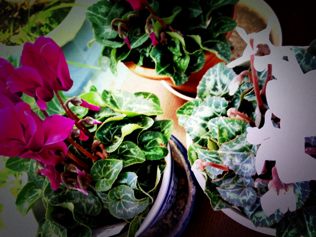 c0026612_9215992.jpg