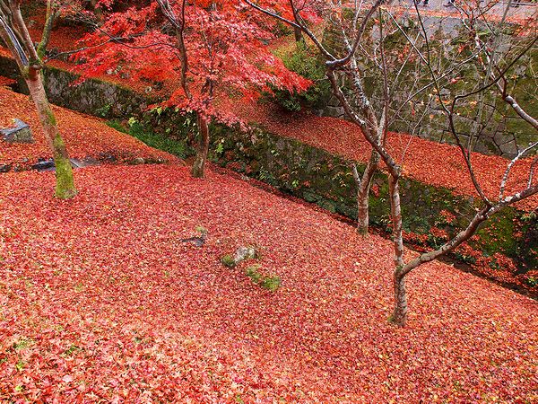  ＊錦秋の奈良・京都の紅葉名所めぐり_b0204819_2220341.jpg