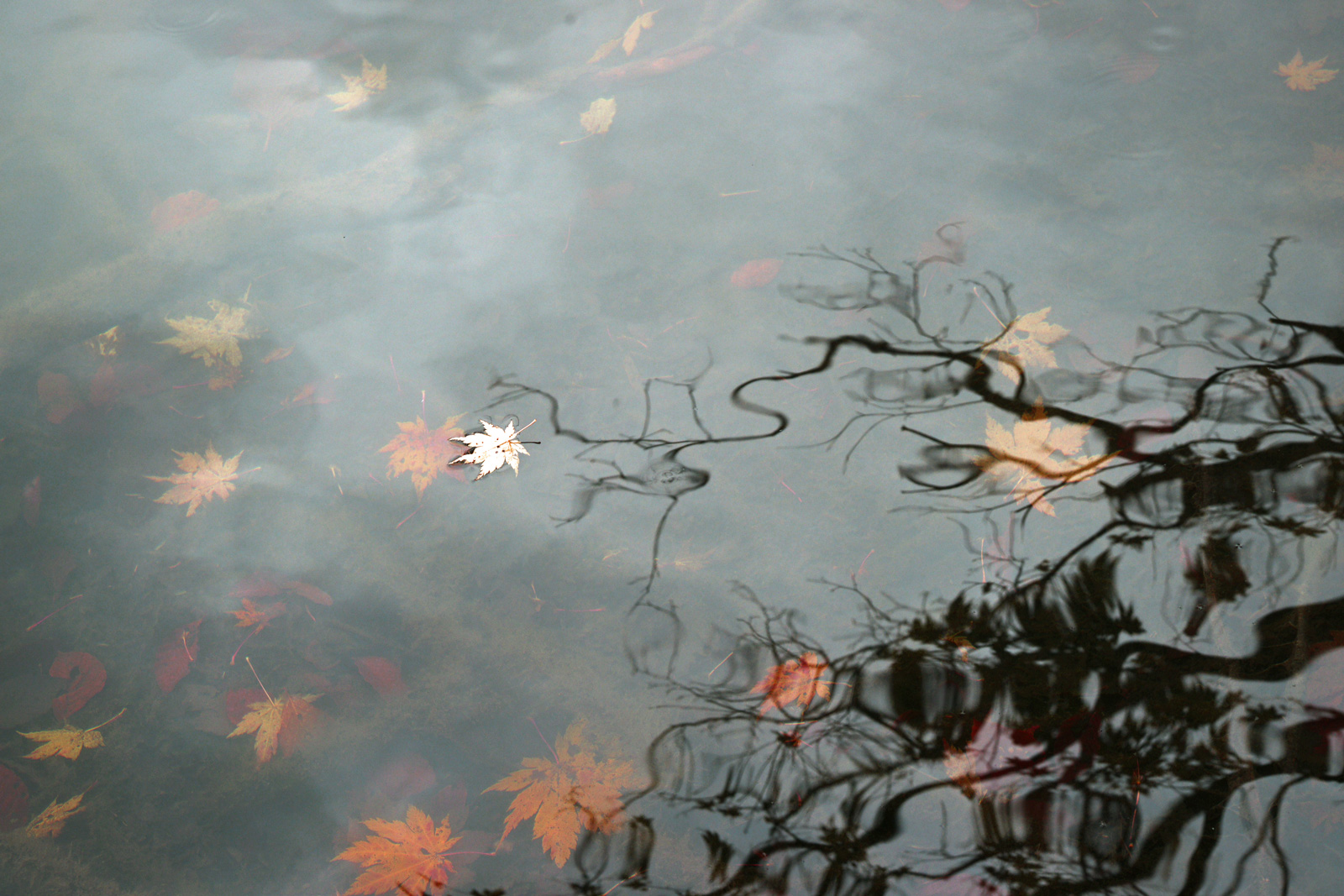 紅葉のくるま旅 （１１） ・・・雨飾高原、鎌池、ヒスイ峡、高浪の池_a0216227_15134042.jpg