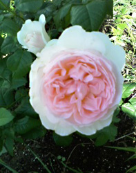 e0243332_1283739.jpg