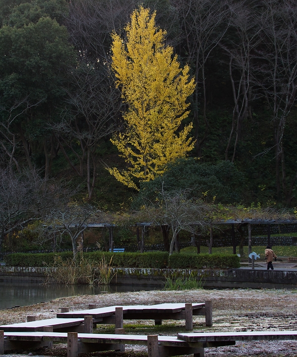 蓮華寺池公園の寒い朝_a0264542_13201725.jpg