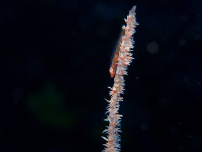 d0058549_18545620.jpg