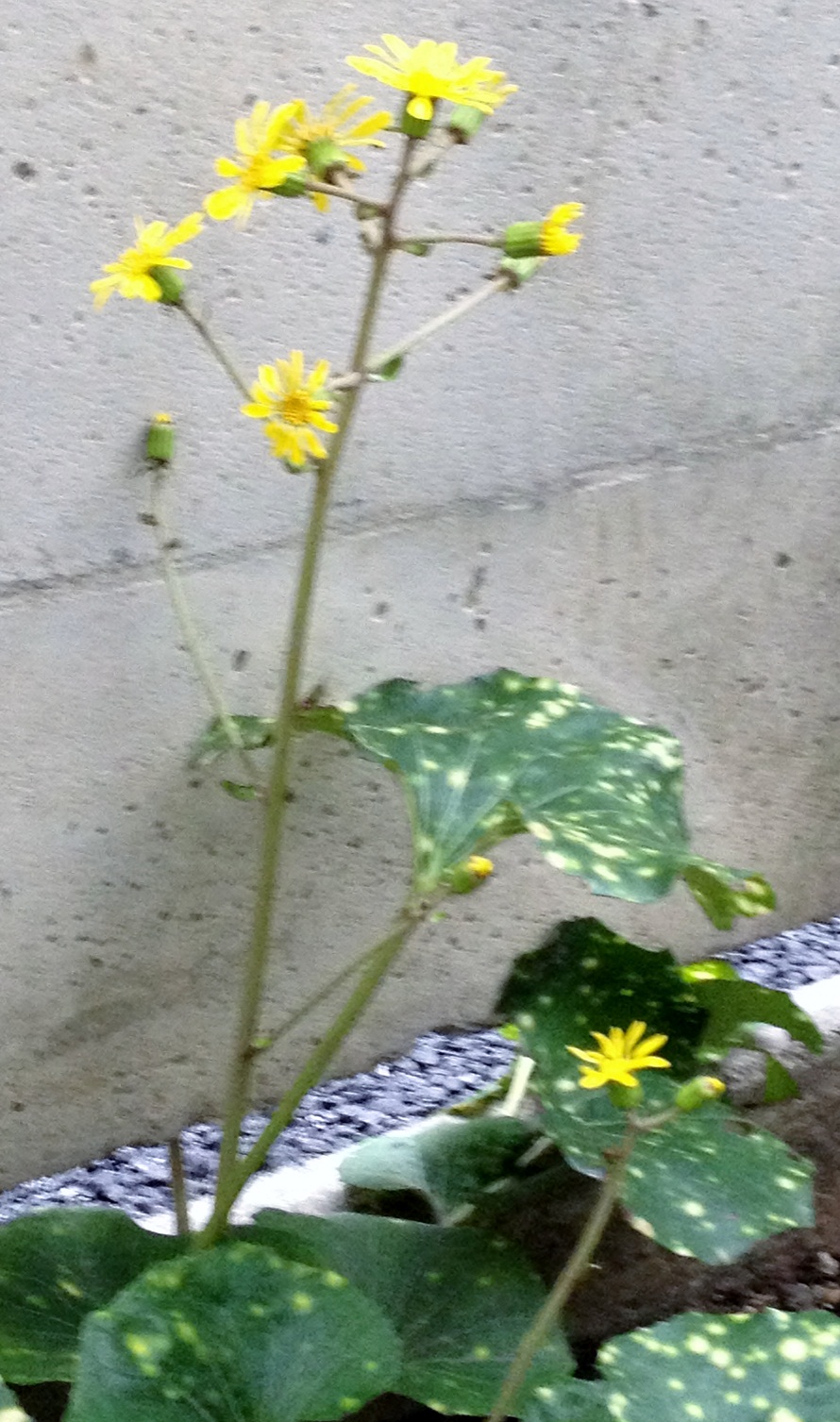 a0022750_20391985.jpg