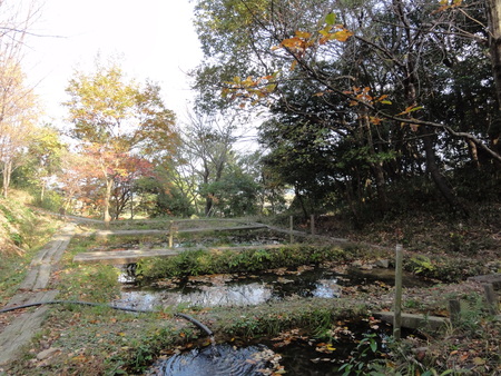 中孝子竹林で竹伐り…せんなん里海公園門松&竹樋用_c0108460_143313.jpg