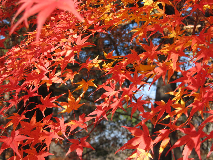 12月7日 最近寒すぎるよ_d0277369_1650054.jpg